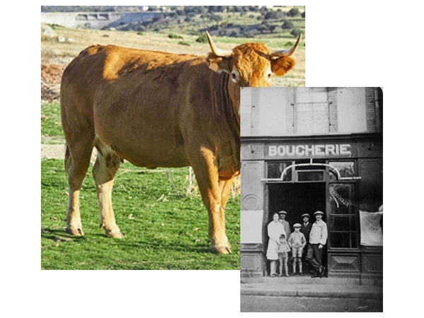 Deux images dont une présentant une vache Limousine dans un pré, et la seconde la famille Lascours devant la boucherie de Lherm